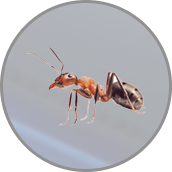Insekten