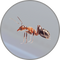 Insekten