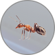 Insekten