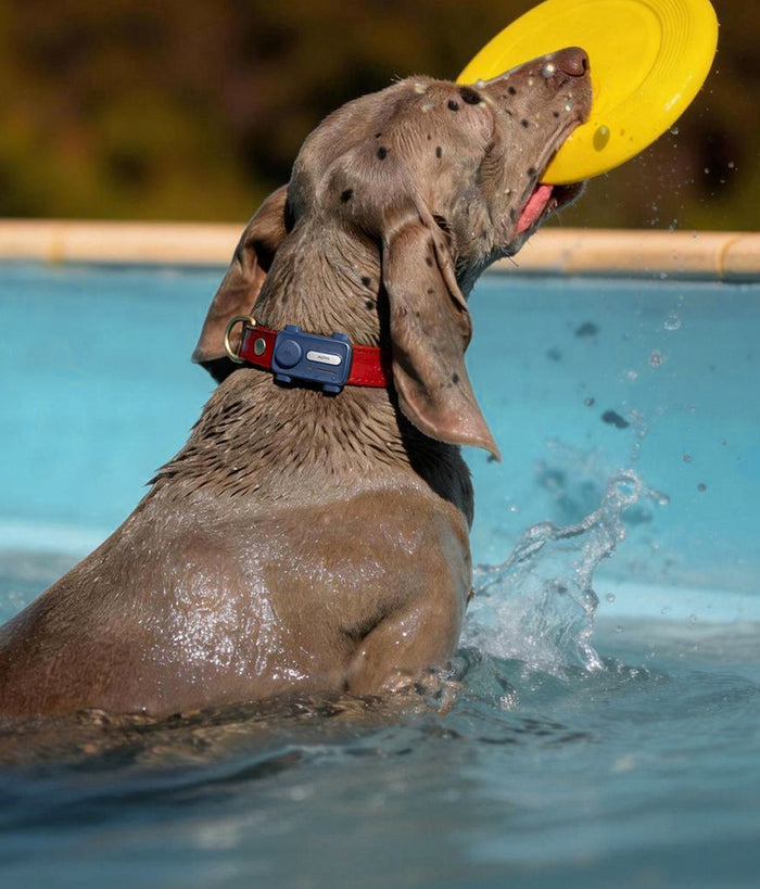 Abenteuerfestes Design, Hunde-erprobt