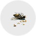 Insekten